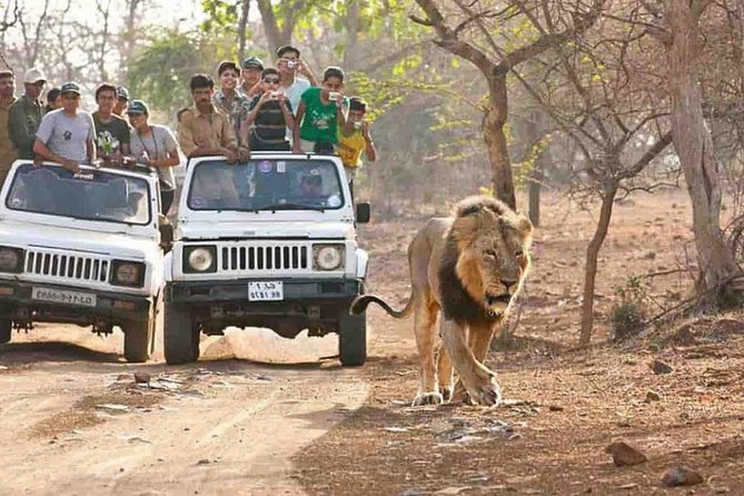 Gir Safari Tour